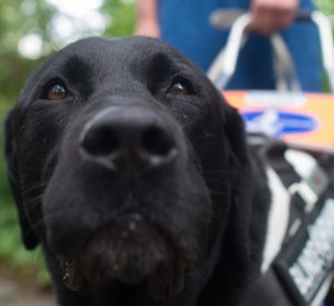 Guide dog