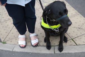 Guide dog