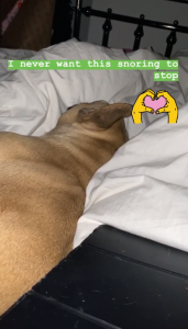 Caroline Flack's dog