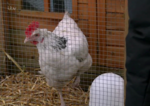 Coronation Street reassures fans Charlotte the chicken was NOT really murdered by Geoff