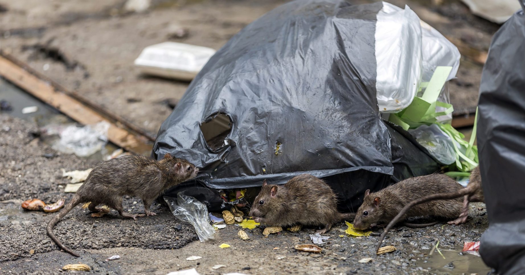 Stockpiling Brits dump food amid fears of rat invasion Entertainment