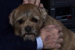 Eccles was originally named Lady Freckles 