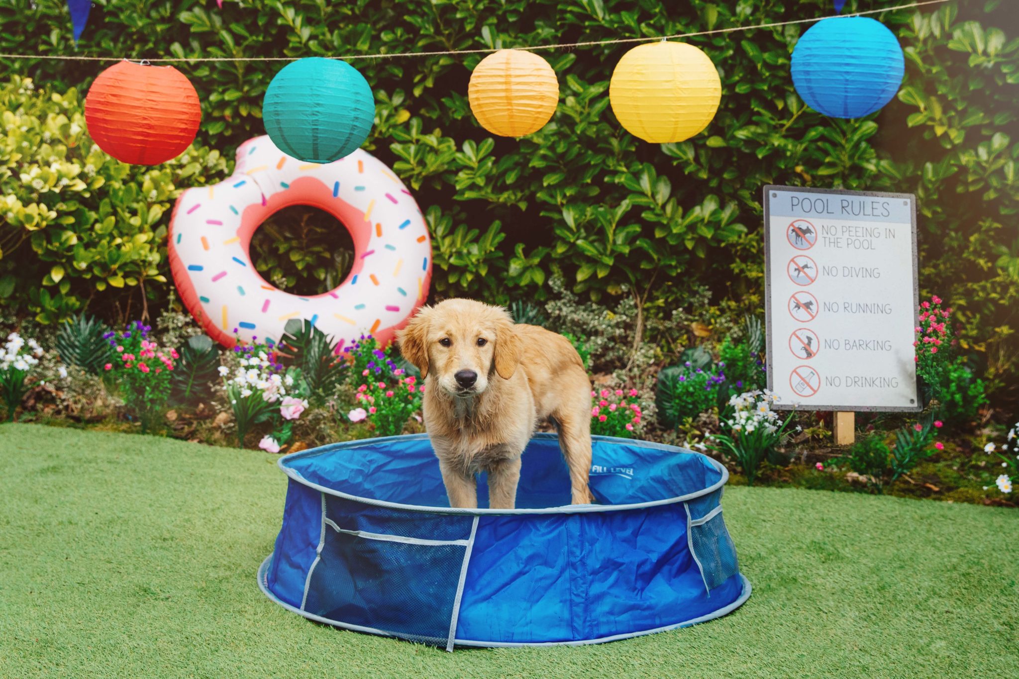 B&M's £5 dog cooling mat is back for summer Entertainment Daily