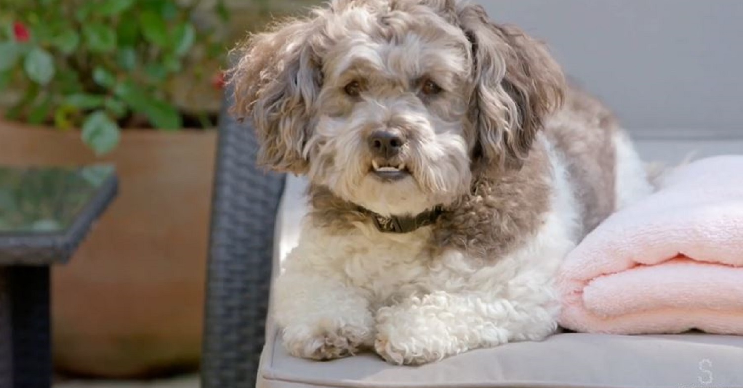 Celebrity Snoop Dogs