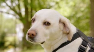 Celebrity Snoop Dogs