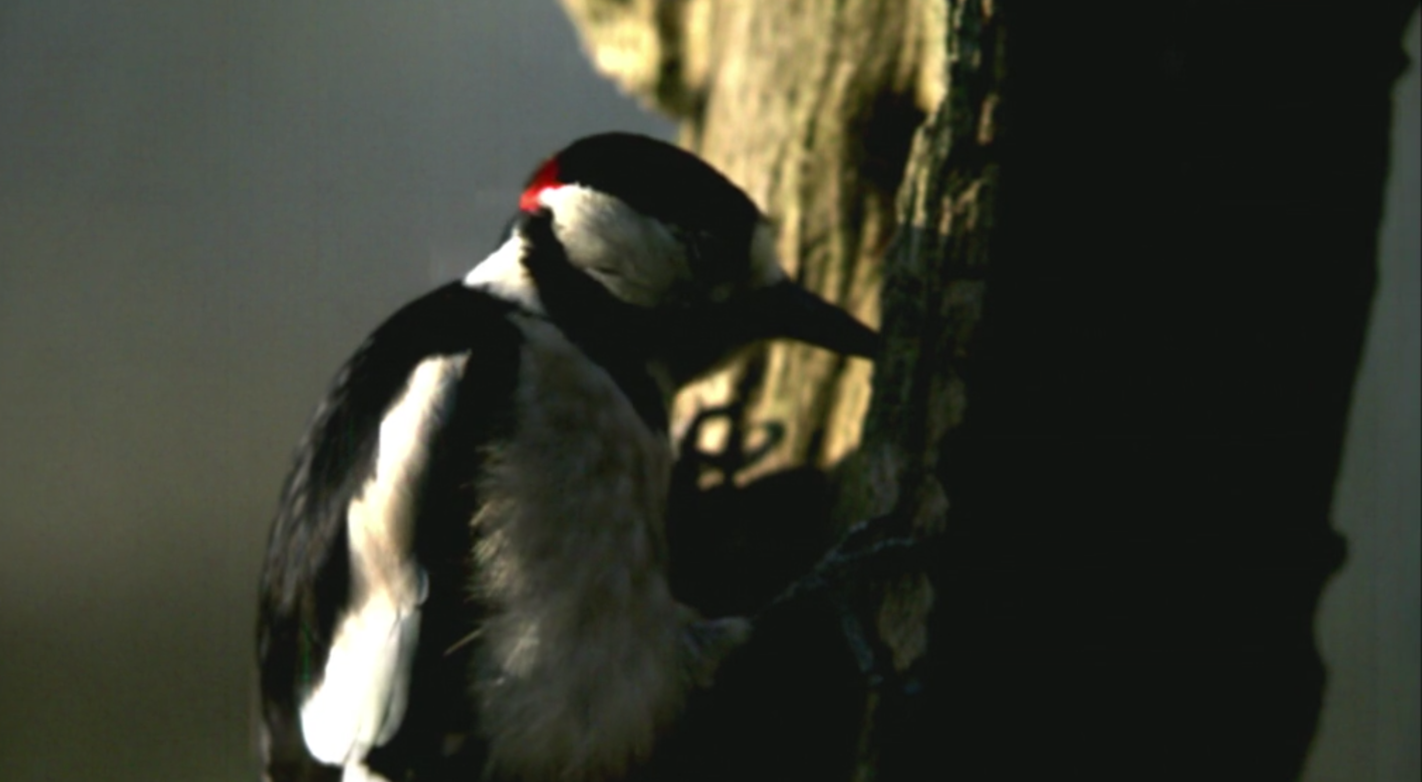 Jimmy's Forest woodpecker Channel 4