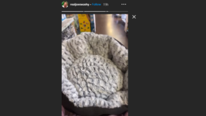 The star chose a grey bed for Rex (Joe Swash Instagram)