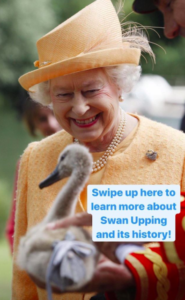 the queen swans