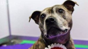 For the Love of Dogs