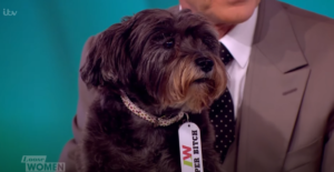 Paul O'grady dog Olga