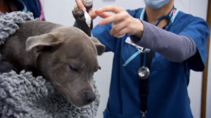 The Supervet