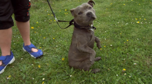 The Supervet