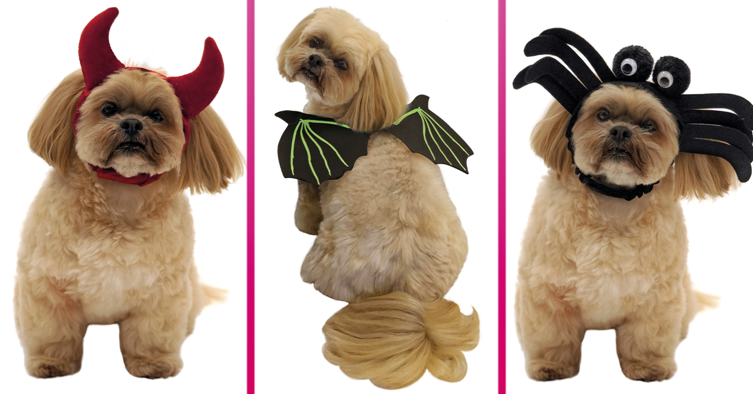 Asda launches Halloween dressing up range for dogs and prices start