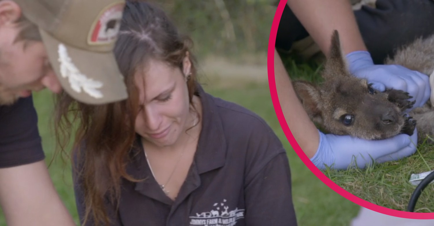 Autumn at Jimmy's Farm Wendy wallaby