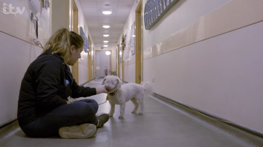 Inside Animal A&E Mitch Bichon Frise