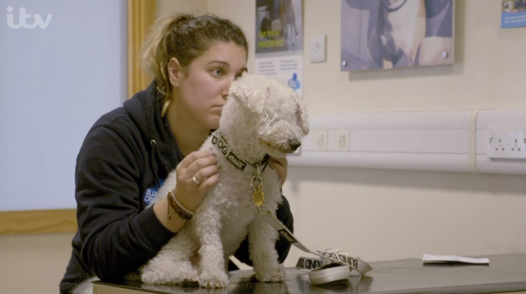 Inside Animal A&E Mitch Bichon Frise