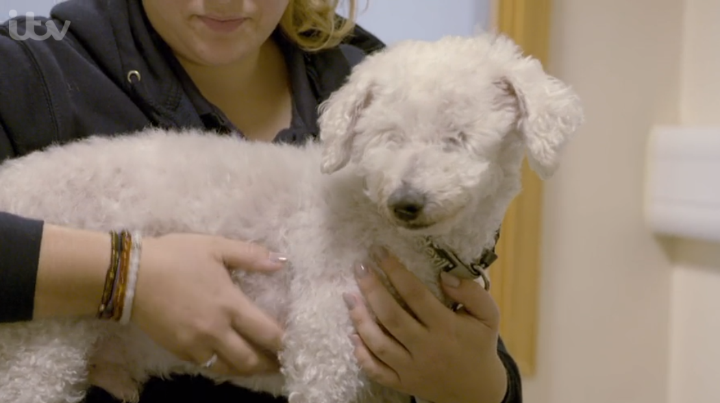 Inside Animal A&E Mitch Bichon Frise