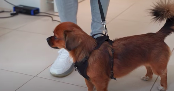 carl woods pet dog called sid