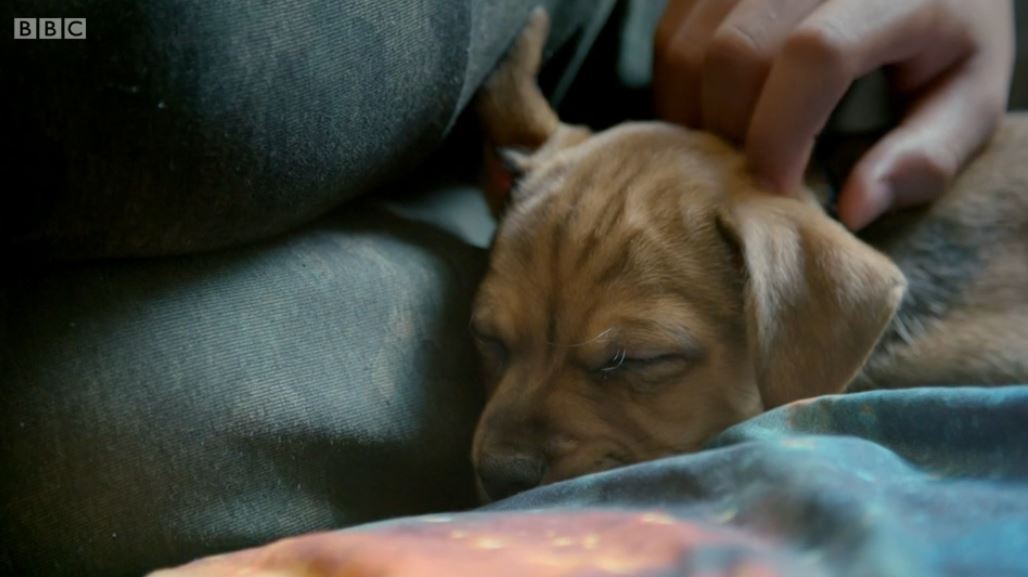 Sage on 12 Puppies And Us