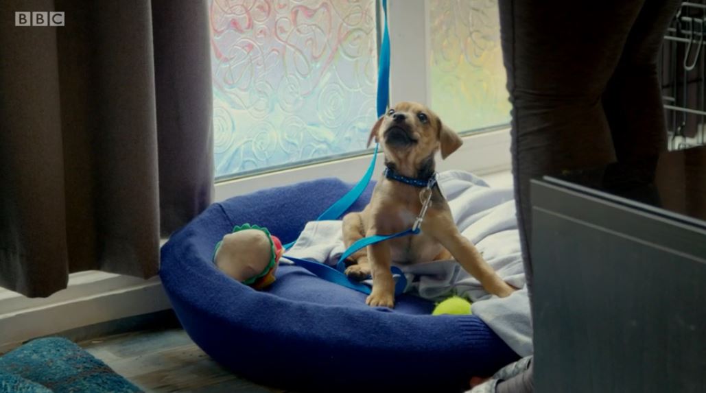 Sage on a lead on 12 Puppies And Us