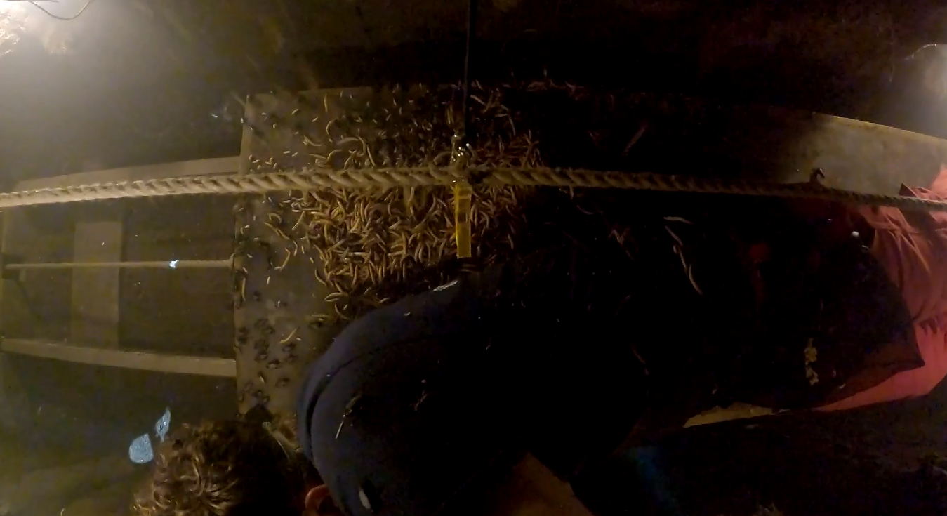 Jordan North on I'm a Celebrity