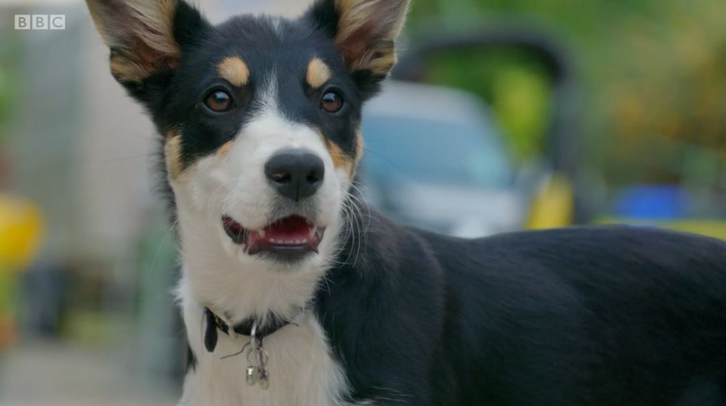 Meg on 12 Puppies and Us