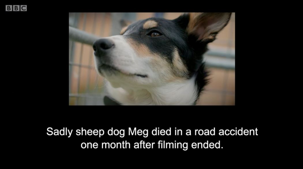 A message on 12 Puppies and Us revealing Meg has died