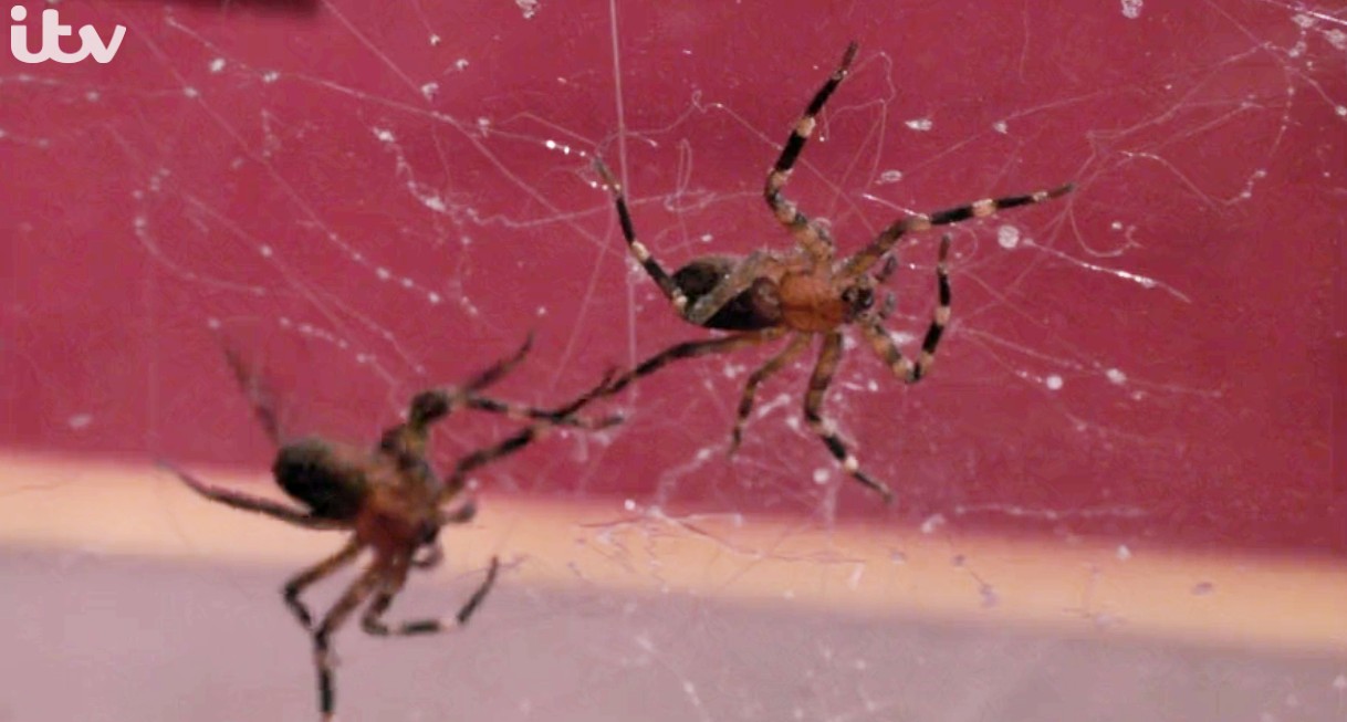 Spiders during Shane Richie's trial on I'm A Celebrity