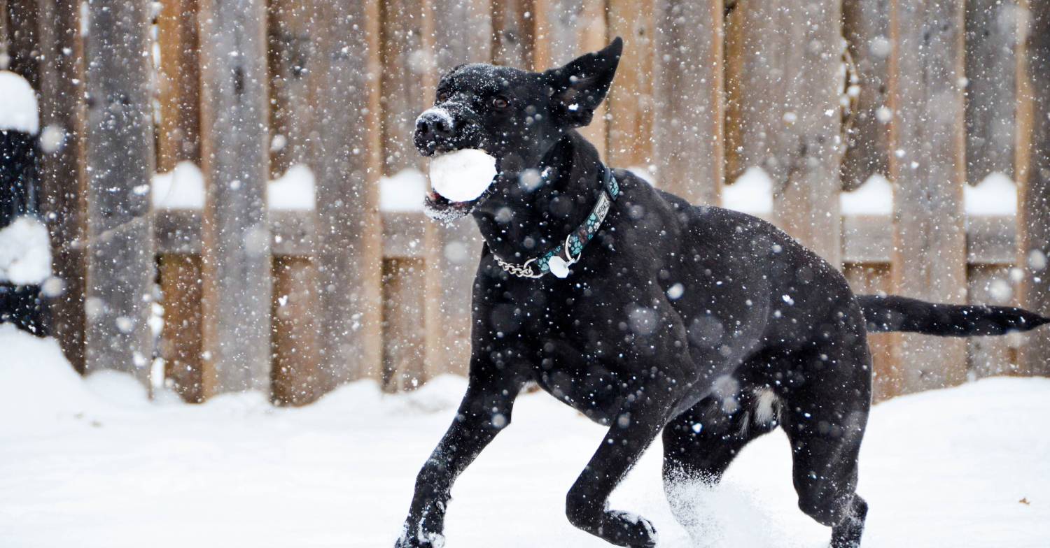 Dog plays in the snow