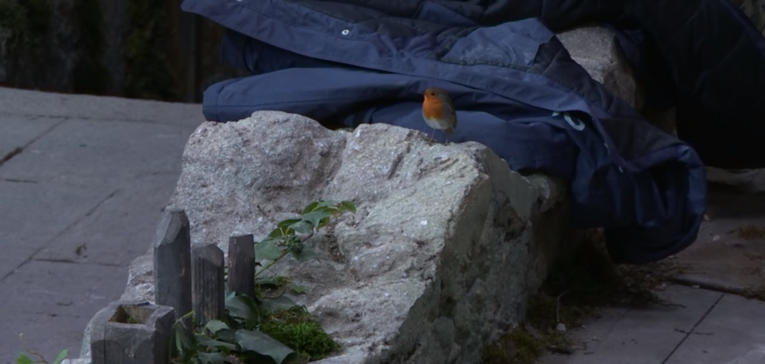 I'm A Celebrity robin