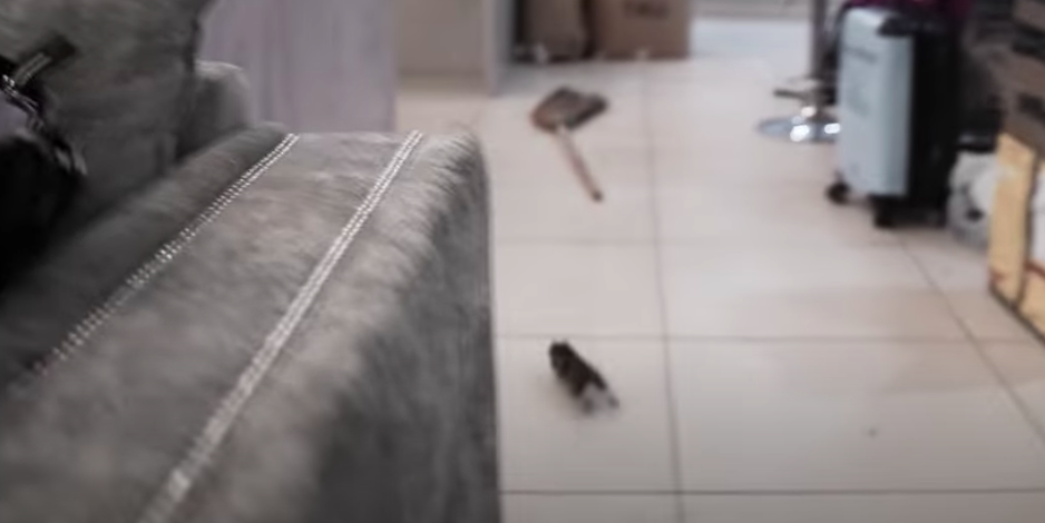 Katie has a rat in her home