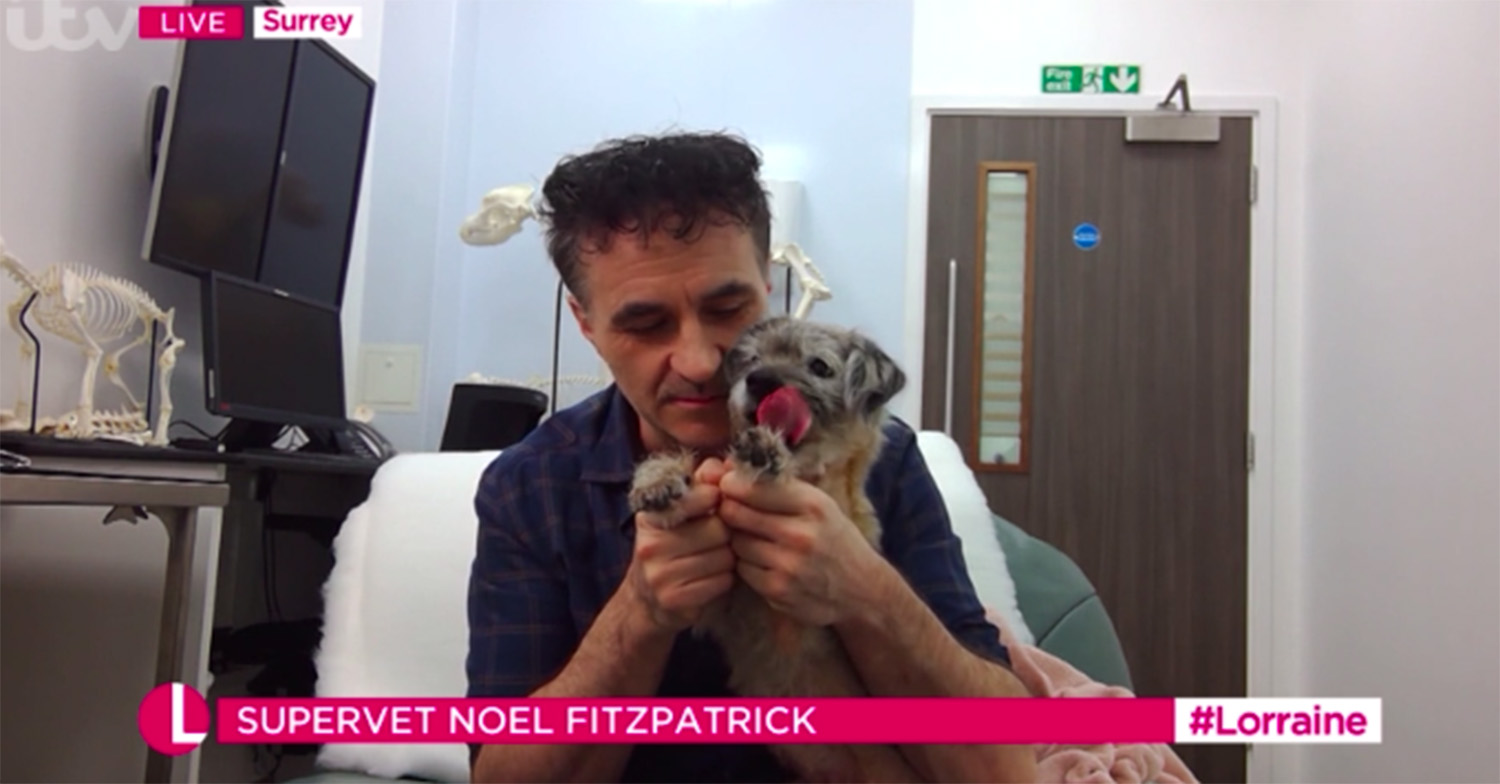 lorraine supervet dog