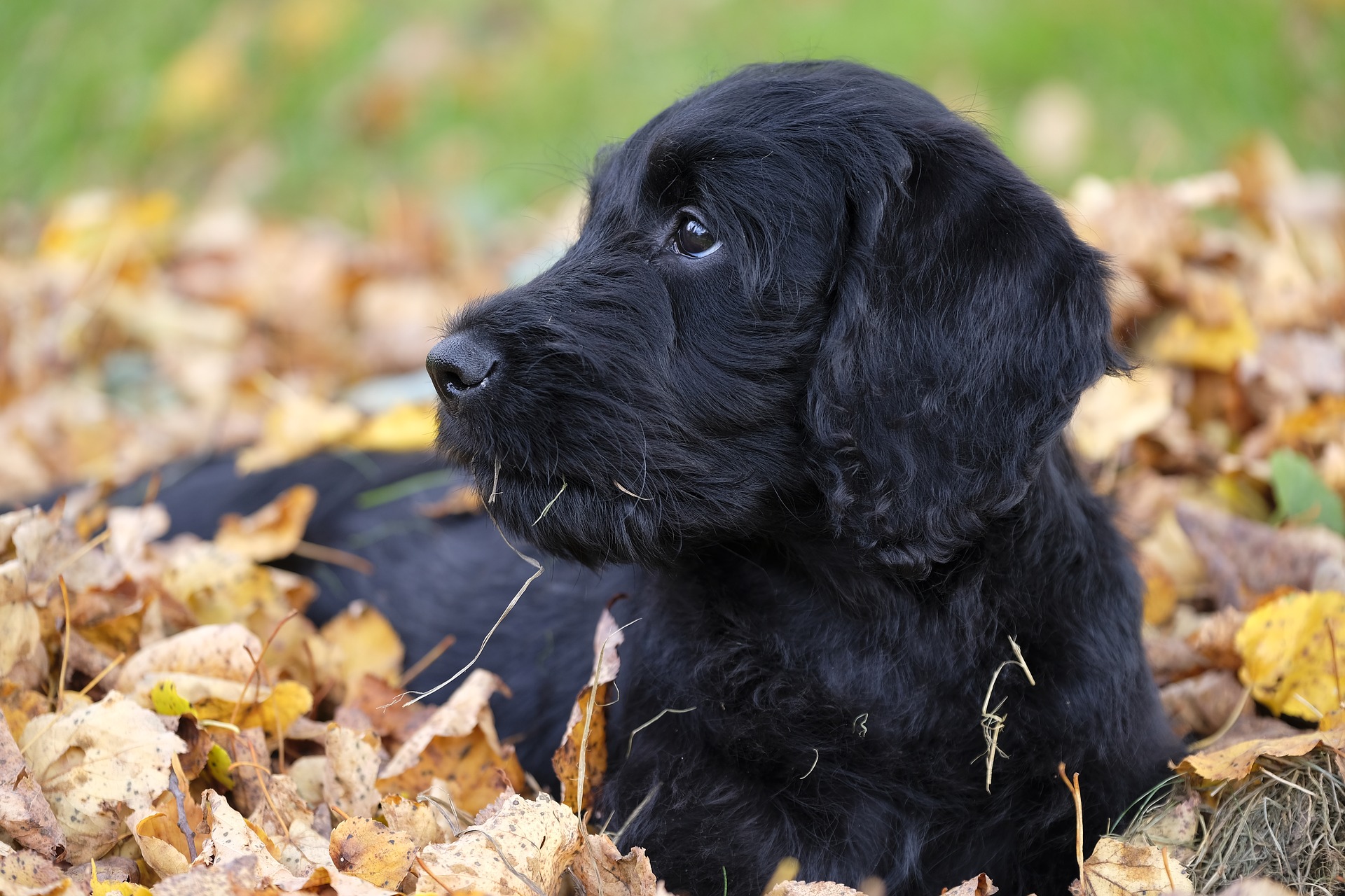A designer puppy of the kind that could feature in Will My Puppies Make Me Rich? on BBC 3