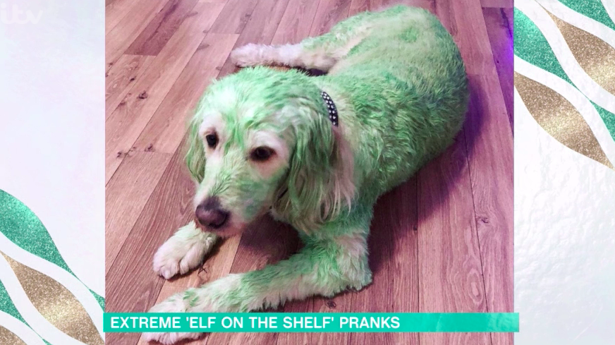 this morning viewers react to green dog