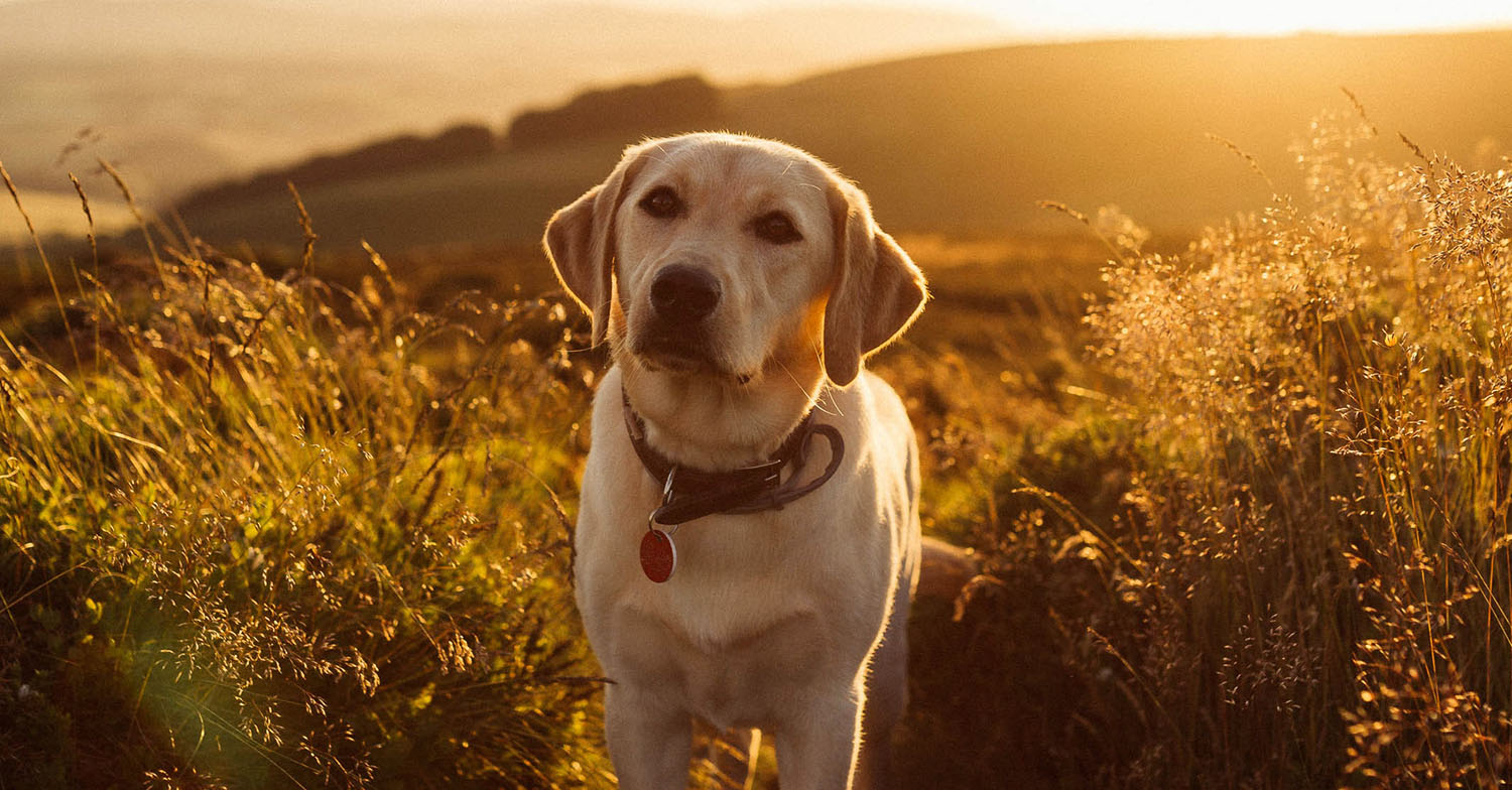 labrador dogs behaving badly
