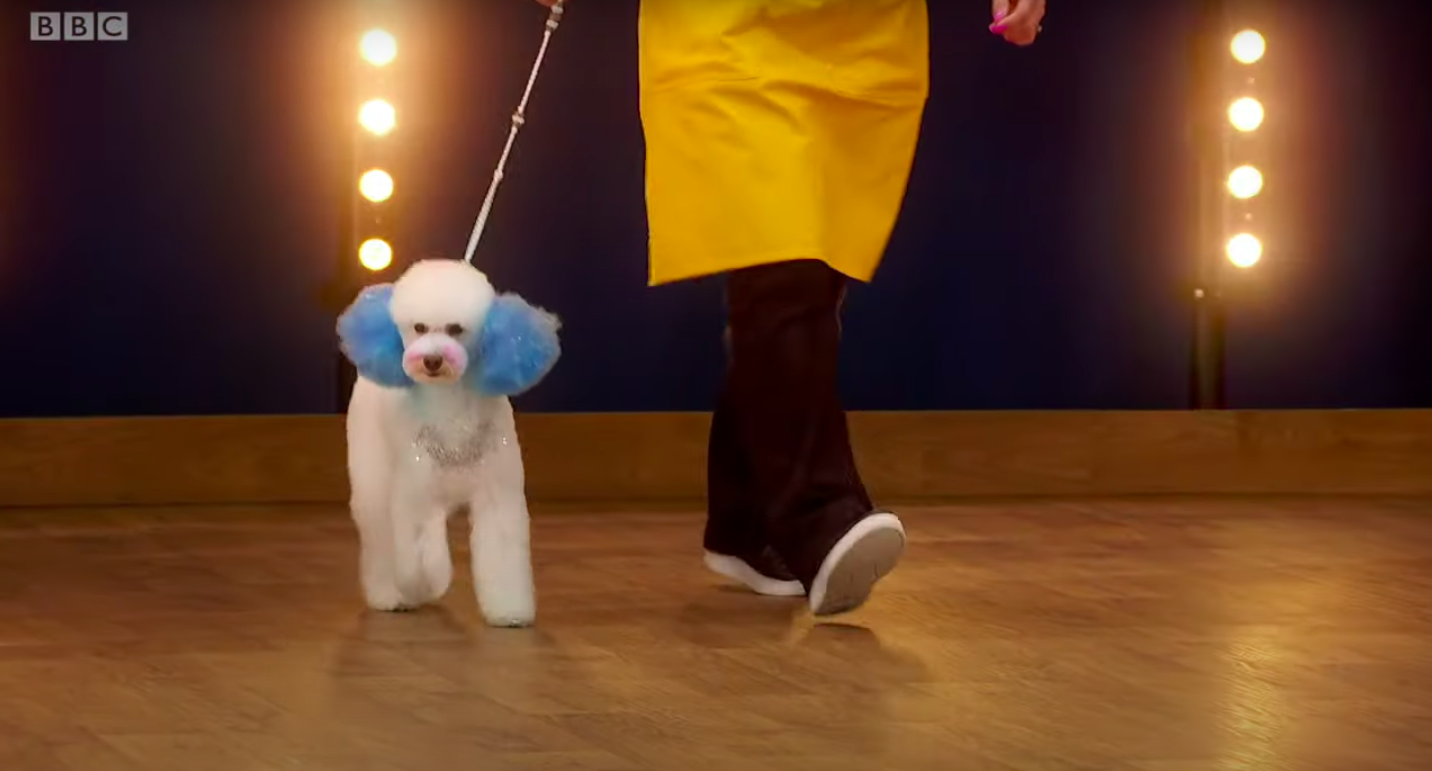 Dog with blue hair on Pooch Perfect