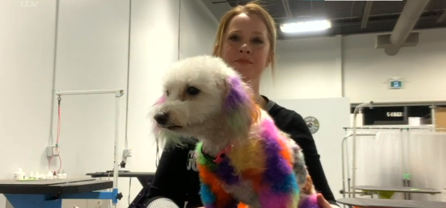 This Morning guest today - dyes her dog
