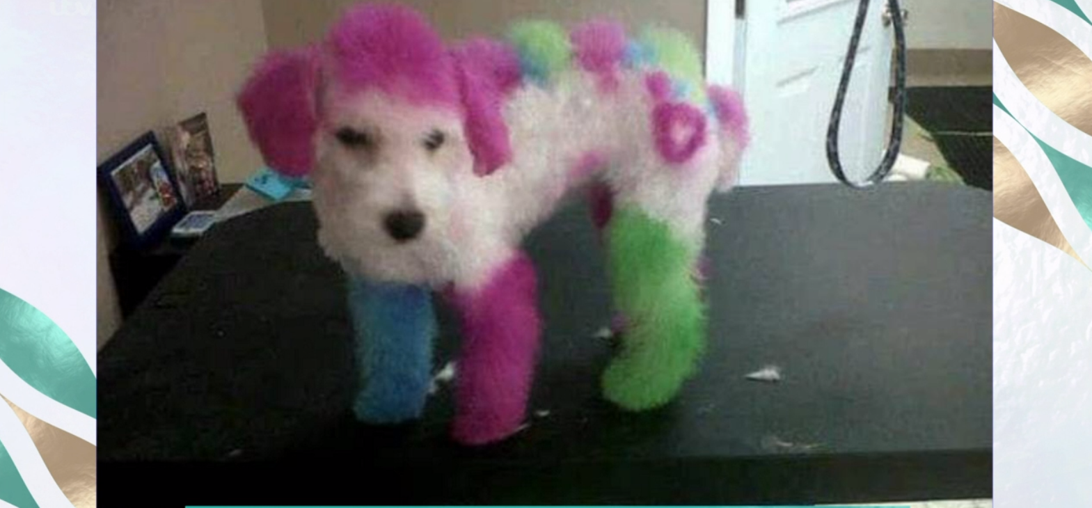 This Morning dog today