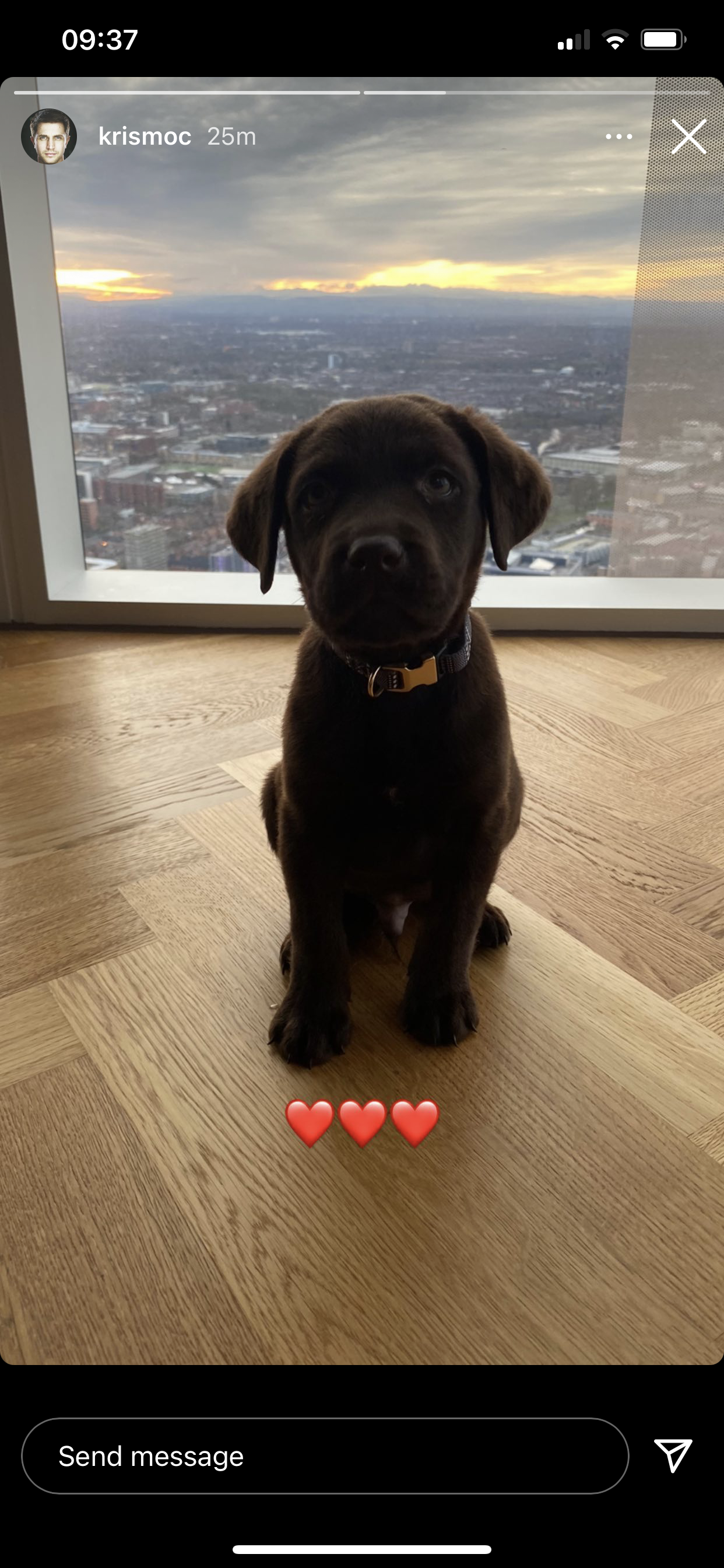 kris mochrie puppy otto