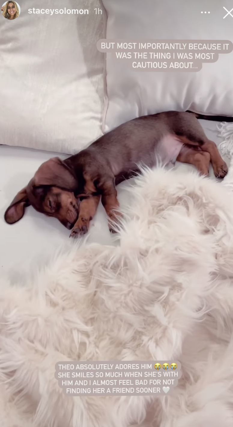 stacey Solomon's new sausage dog