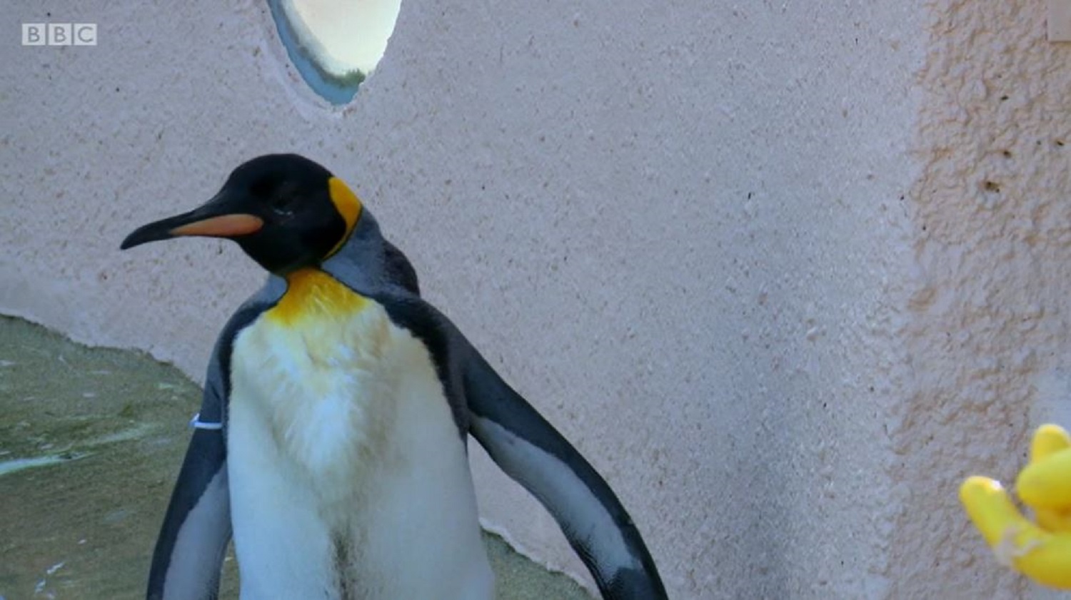 Fingal the penguin on BBC Scotland Series Inside The Zoo