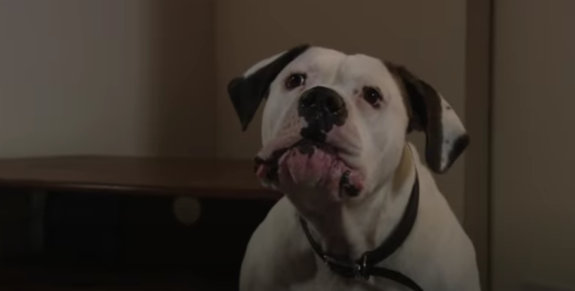 EastEnders SPOILERS: Bronson has to be put down