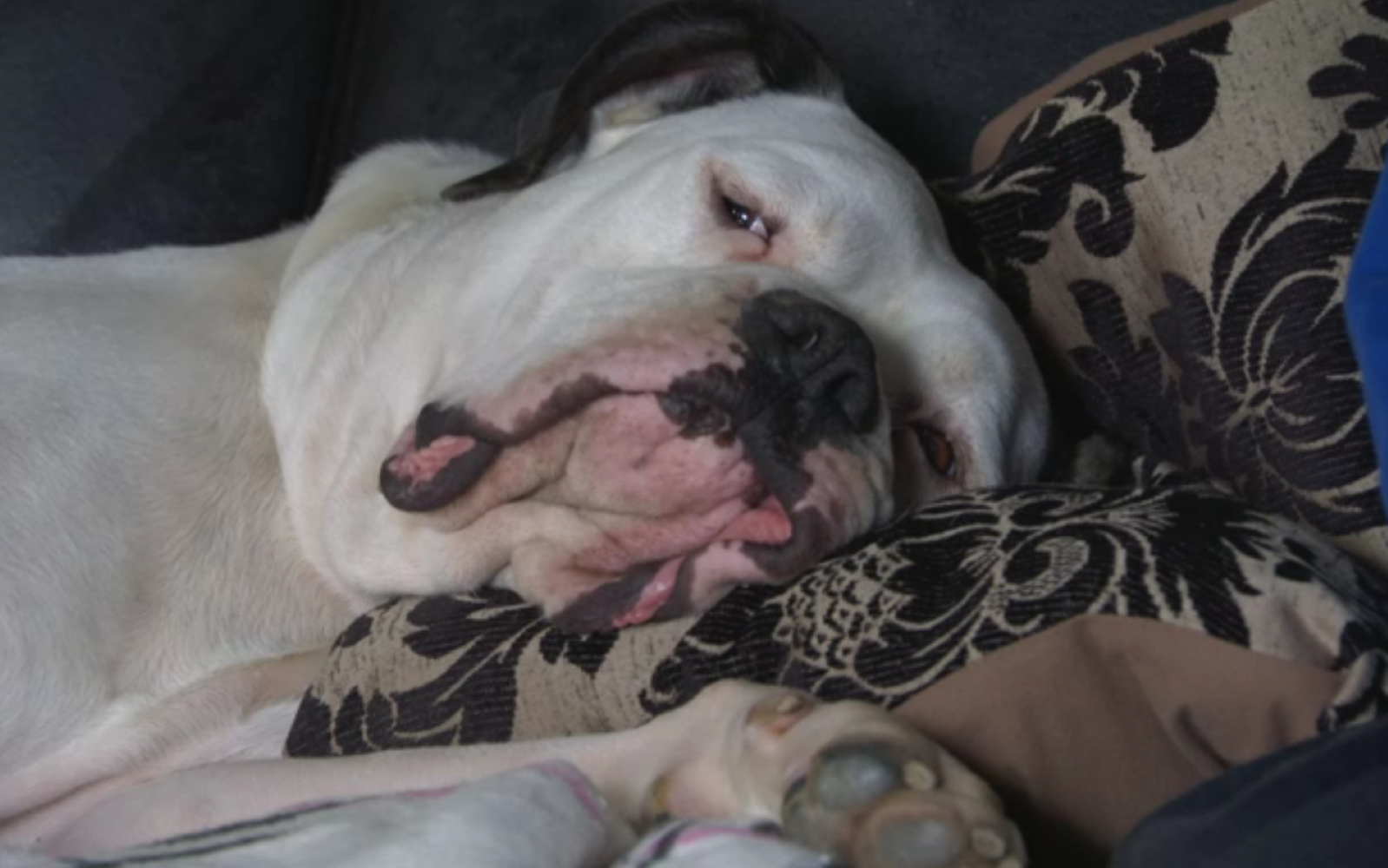 EastEnders: Clair Norris devastated as she announces her dog Lucie has died