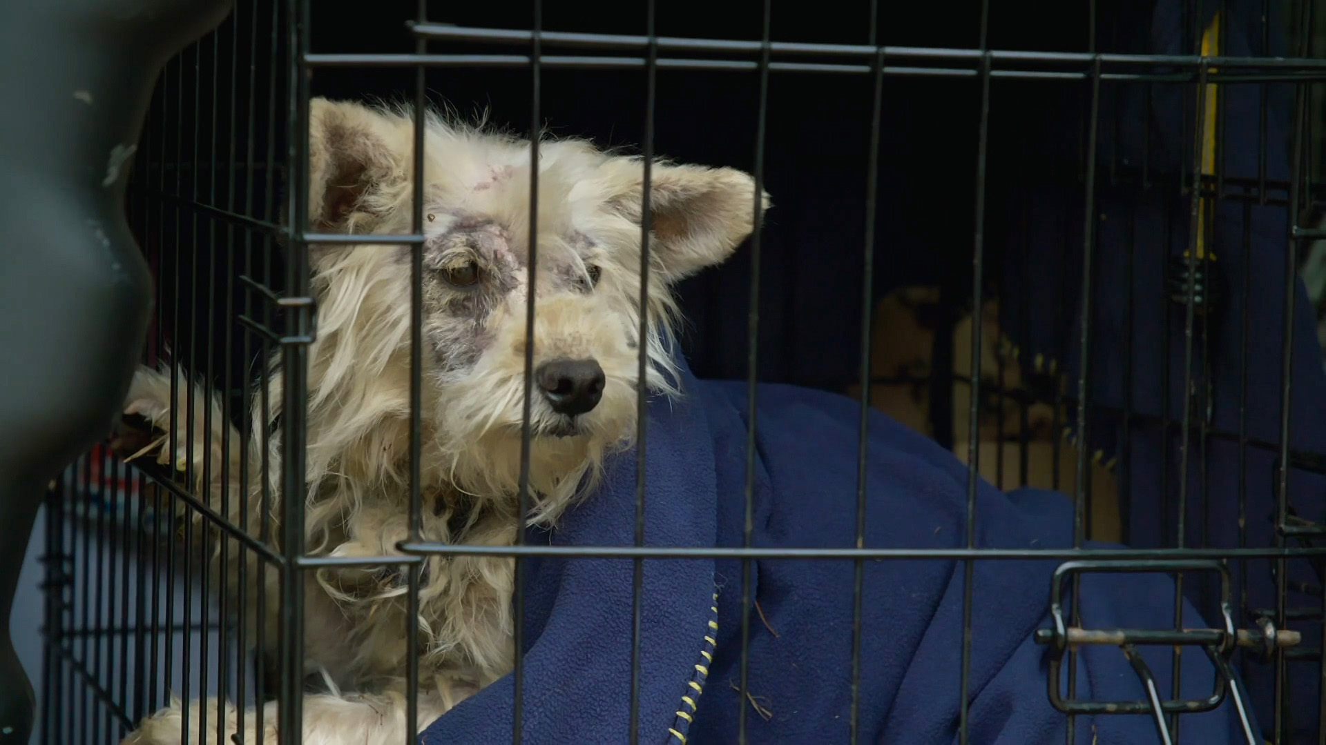 The Dog House Channel 4 viewers want harsh penalties for animal abuse