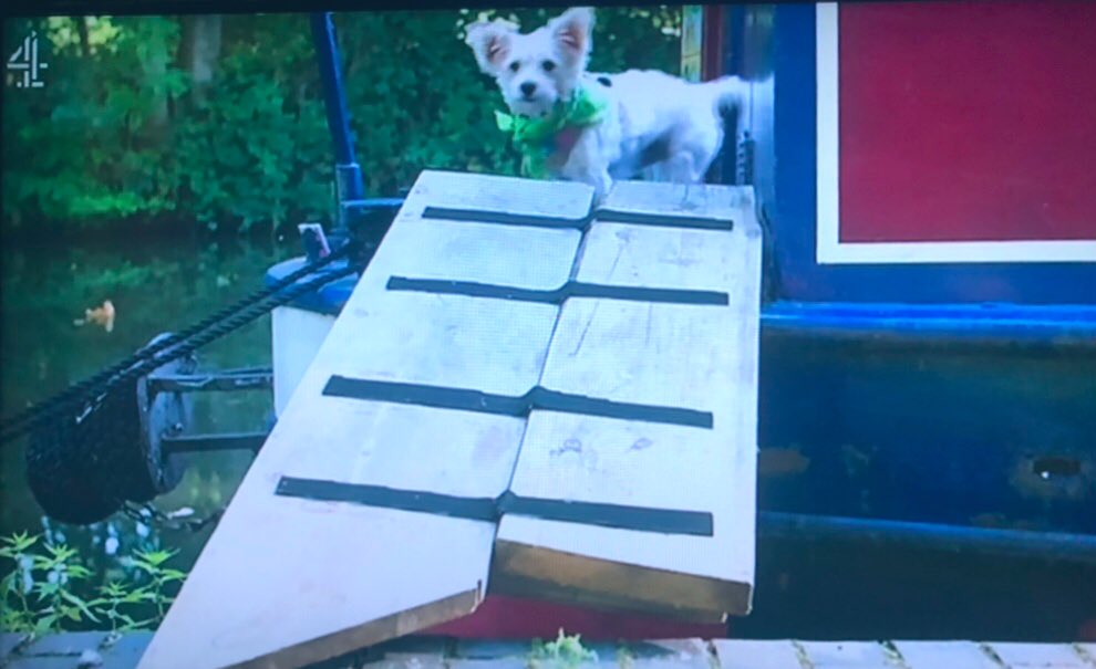 The Dog House Channel 4 viewers want harsh penalties for animal abuse