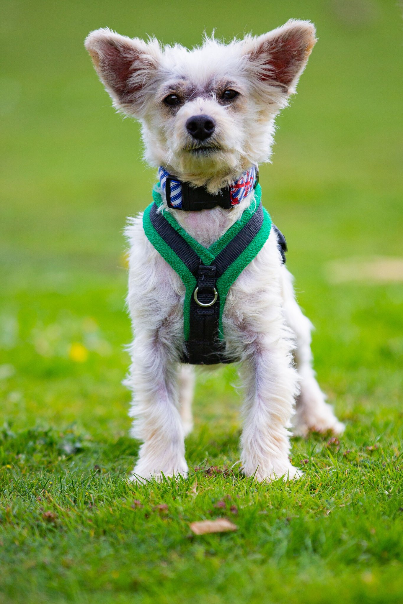 The Dog House Channel 4 viewers want harsh penalties for animal abuse