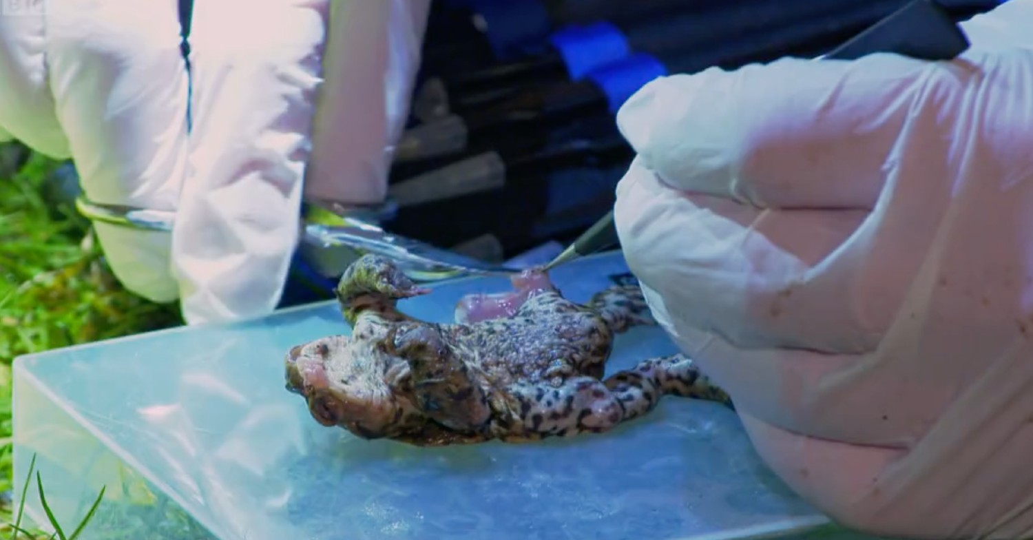 Toad scene on Countryfile