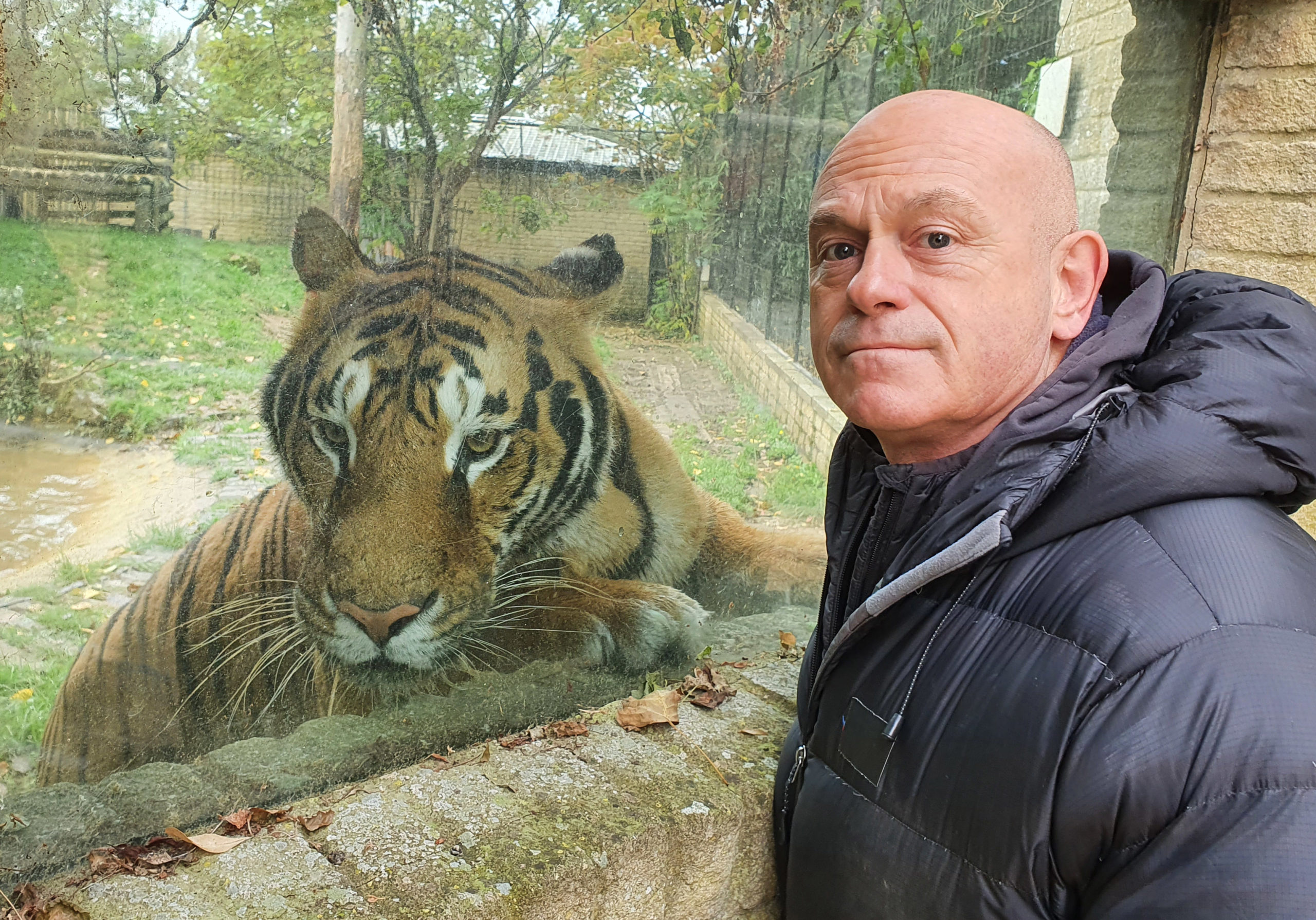 Ross Kemp with one of a collection of five rare Bengal Tigers at Heythrop Zoological Garden in Oxfordshire (Credit: ITV1)