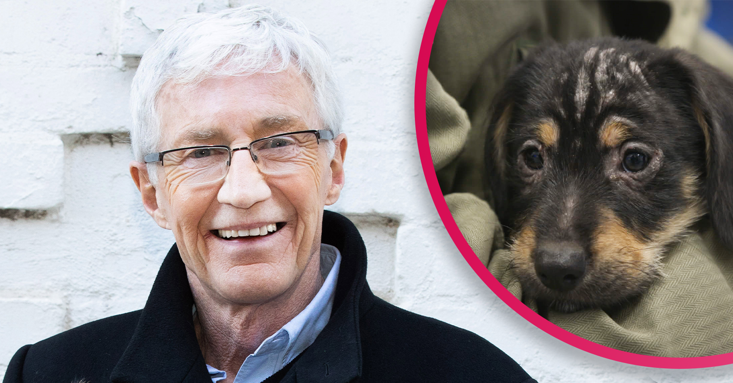 Paul o'grady dogs