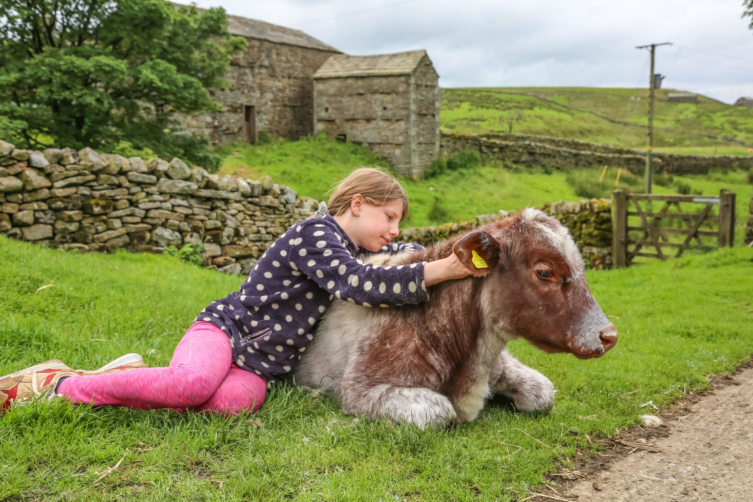 Violet with her pet cow - Ciara.